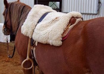 recado criollo or the multi-functional saddle