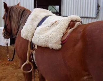 Horse with multi-functional saddle: Recado Criollo.