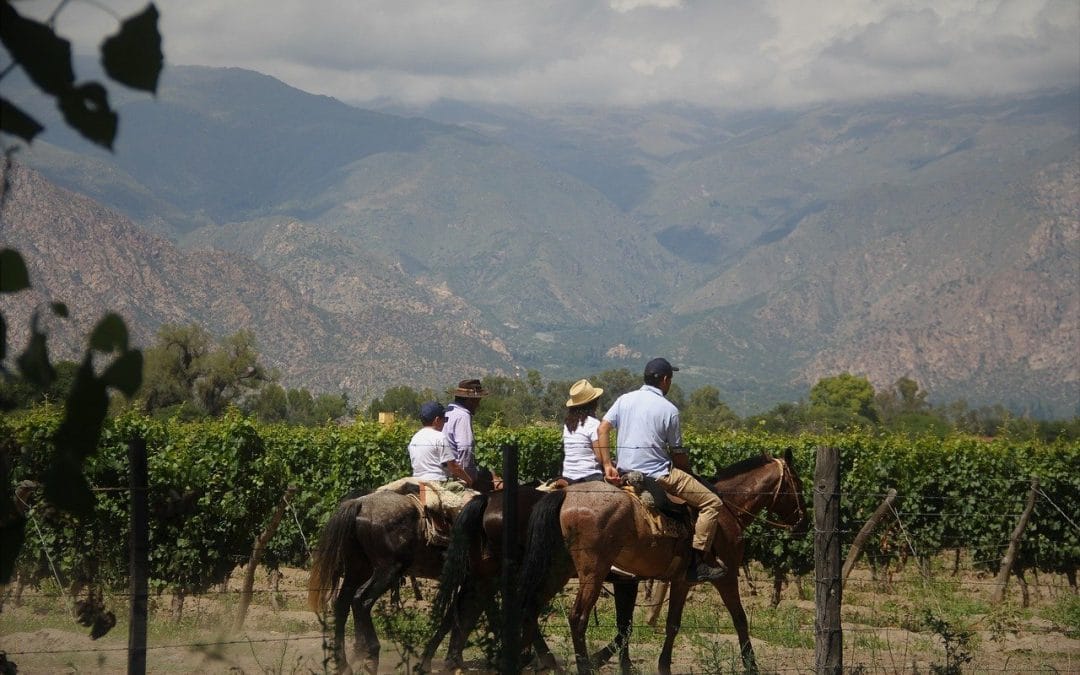 Four Argentinians on horseback riding through vineyard.