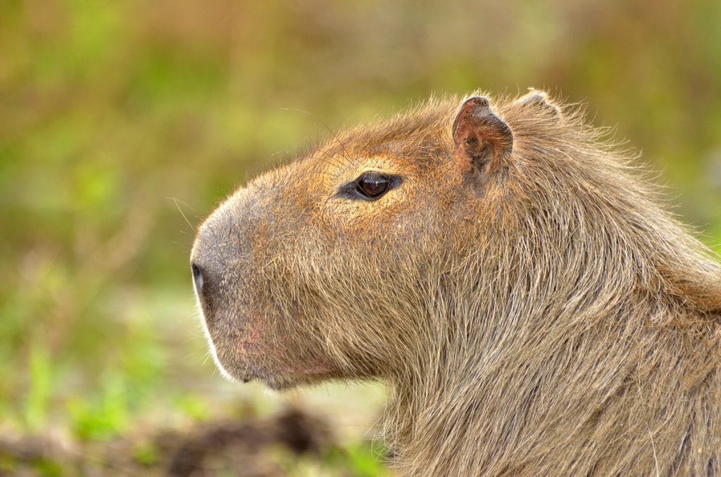 a capibara in the fields