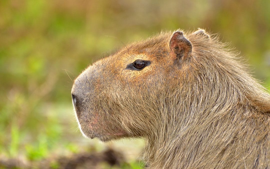 a capibara in the fields