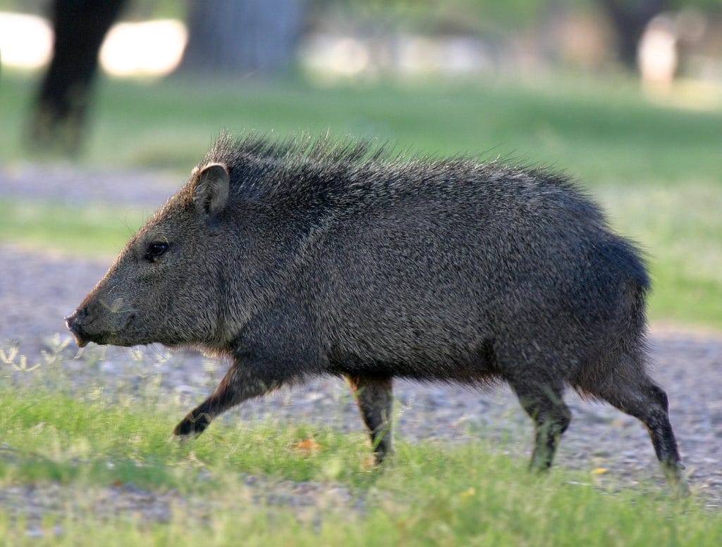 Collard peccary animal in the wild.