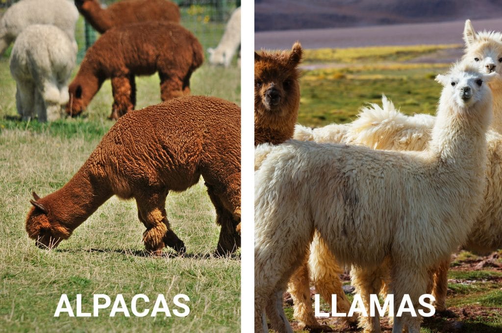 Alpacas-and-llamas.