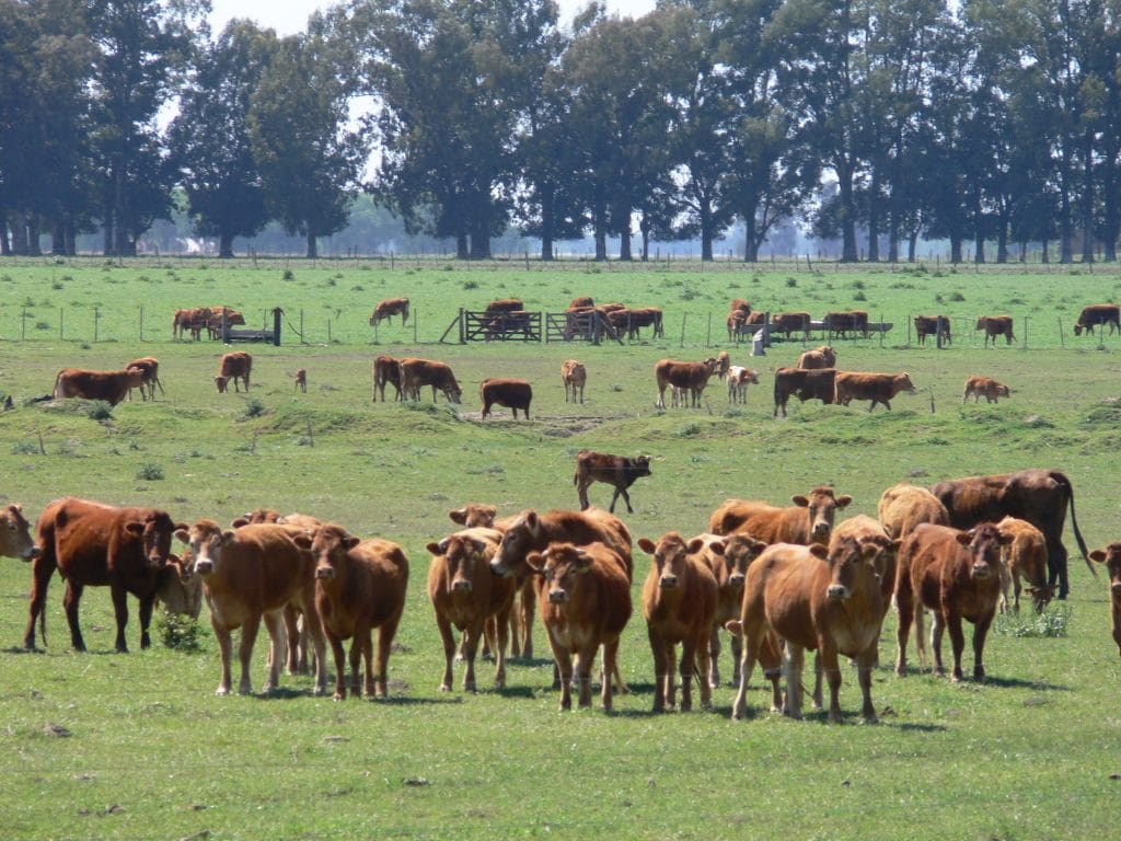 Cattle grazing in the plains of Buenos Aires, Argentina.