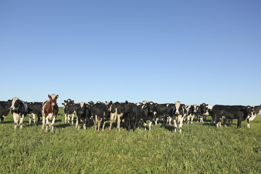 Cows grazing the the Pampas of Argentina