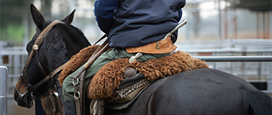 Equestrian Gear