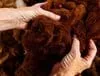 100% GENUINE ALPACA RUANA CAPE SHAWL / RICH RED WINE FIBERS - AM-ALRBB103/3499 - Image 3