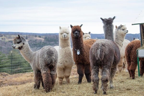 100% ALPACA FIBER SHAWL STYLED WRAP - PERFECT FOR THOSE COOL NIGHTS! - Image 3