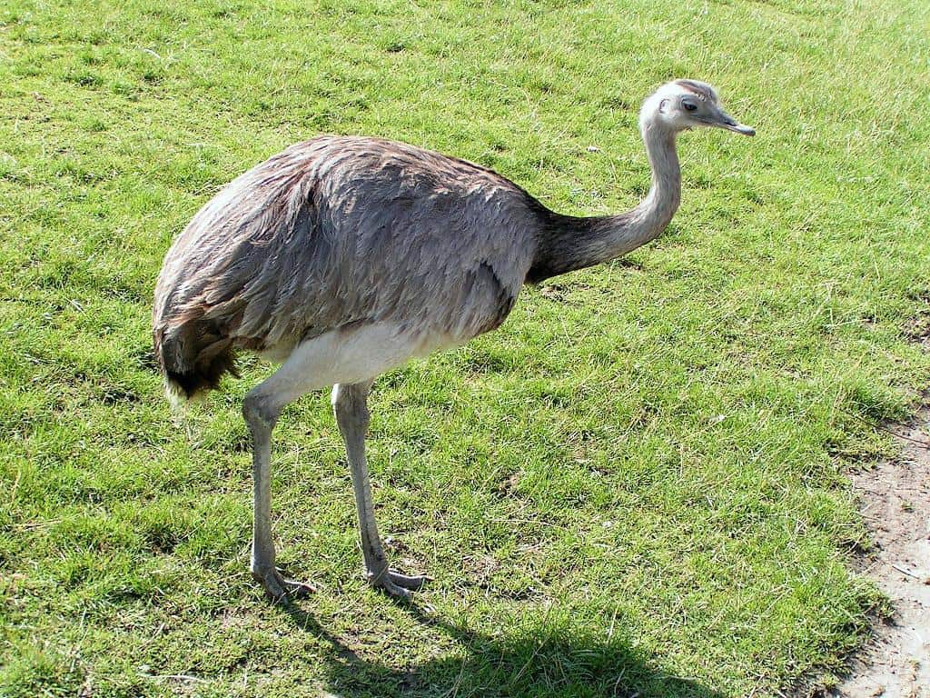 Flightless Bird - Rhea